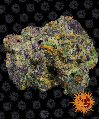 Aeroponica, Barney's Farm, Brands_Barney's Farm, Coltivazione, FEMMINIZZATI, Idroponica, Indoor, Outdoor, Runtz Muffin, Semi, THC, Tipo_Femminizzati - doisgrowshop.it