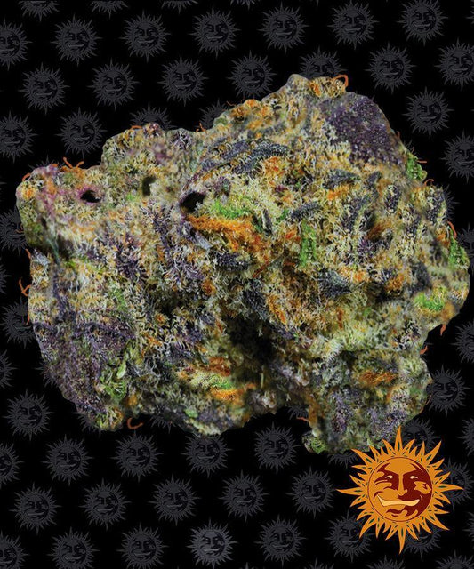 Aeroponica, Barney's Farm, Brands_Barney's Farm, Coltivazione, FEMMINIZZATI, Idroponica, Indoor, Outdoor, Runtz Muffin, Semi, THC, Tipo_Femminizzati - doisgrowshop.it