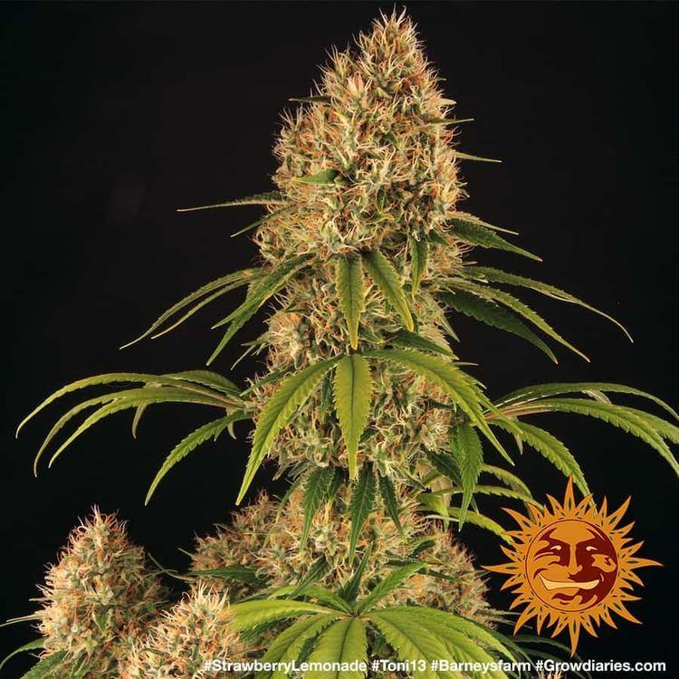 Aeroponica, Barney's Farm, Brands_Barney's Farm, Coltivazione, FEMMINIZZATI, Idroponica, Indoor, Outdoor, Semi, Strawberry Lemonade, THC, Tipo_Femminizzati - doisgrowshop.it