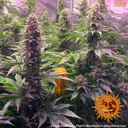 Aeroponica, Barney's Farm, Brands_Barney's Farm, Coltivazione, FEMMINIZZATI, Idroponica, Indoor, Outdoor, Semi, THC, Tipo_Femminizzati, Tropicanna Banana - doisgrowshop.it