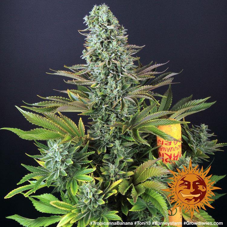 Aeroponica, Barney's Farm, Brands_Barney's Farm, Coltivazione, FEMMINIZZATI, Idroponica, Indoor, Outdoor, Semi, THC, Tipo_Femminizzati, Tropicanna Banana - doisgrowshop.it