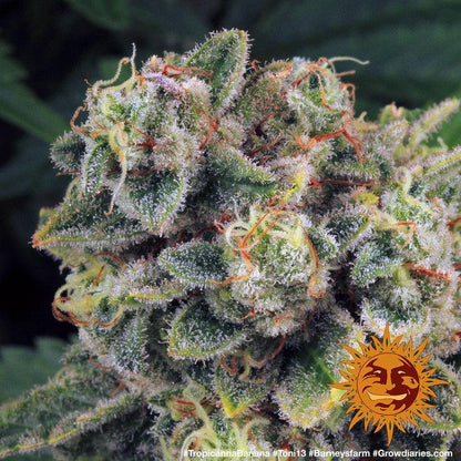 Aeroponica, Barney's Farm, Brands_Barney's Farm, Coltivazione, FEMMINIZZATI, Idroponica, Indoor, Outdoor, Semi, THC, Tipo_Femminizzati, Tropicanna Banana - doisgrowshop.it