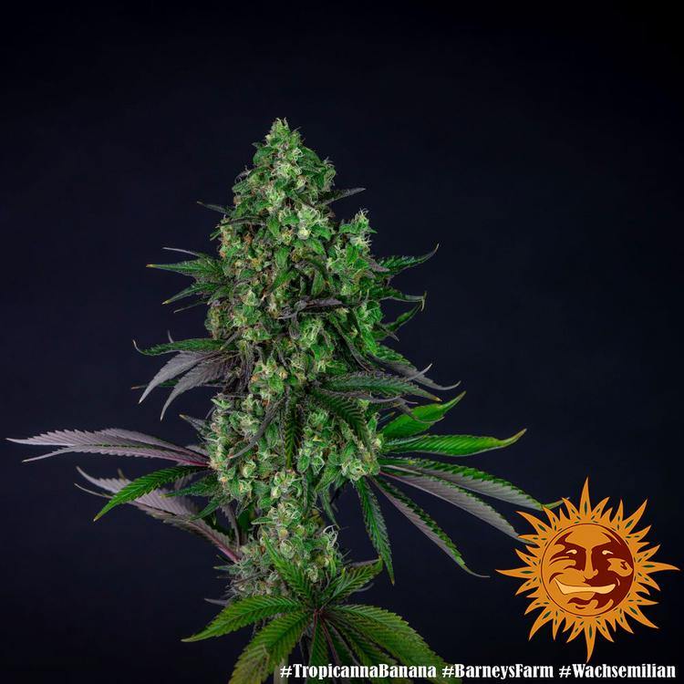 Aeroponica, Barney's Farm, Brands_Barney's Farm, Coltivazione, FEMMINIZZATI, Idroponica, Indoor, Outdoor, Semi, THC, Tipo_Femminizzati, Tropicanna Banana - doisgrowshop.it
