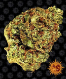 Aeroponica, AUTOFIORENTI, Barney's Farm, Brands_Barney's Farm, Coltivazione, Idroponica, Indoor, Outdoor, Semi, THC, Tipo_Auto Fiorenti, Watermelon Zkittlez Auto - doisgrowshop.it
