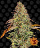 Aeroponica, AUTOFIORENTI, Barney's Farm, Brands_Barney's Farm, Coltivazione, Idroponica, Indoor, Outdoor, Semi, THC, Tipo_Auto Fiorenti, Zkittlez OG Auto - doisgrowshop.it