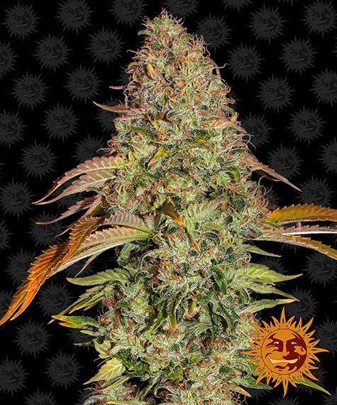Aeroponica, AUTOFIORENTI, Barney's Farm, Brands_Barney's Farm, Coltivazione, Idroponica, Indoor, Outdoor, Semi, THC, Tipo_Auto Fiorenti, Zkittlez OG Auto - doisgrowshop.it