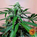 Aeroponica, AUTOFIORENTI, Barney's Farm, Brands_Barney's Farm, Coltivazione, Idroponica, Indoor, Outdoor, Semi, THC, Tipo_Auto Fiorenti, Zkittlez OG Auto - doisgrowshop.it