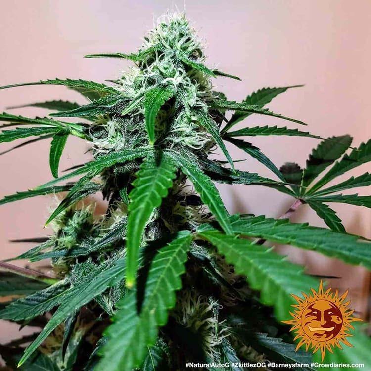 Aeroponica, AUTOFIORENTI, Barney's Farm, Brands_Barney's Farm, Coltivazione, Idroponica, Indoor, Outdoor, Semi, THC, Tipo_Auto Fiorenti, Zkittlez OG Auto - doisgrowshop.it