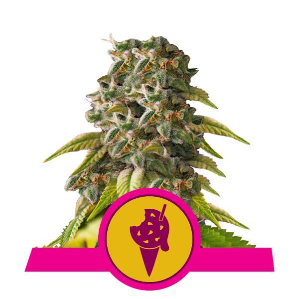 Royal Queen Seeds Cookies Gelato (USA)