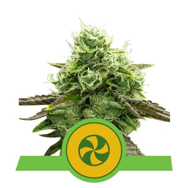 Royal Queen Seeds Sweet ZZ Automatic