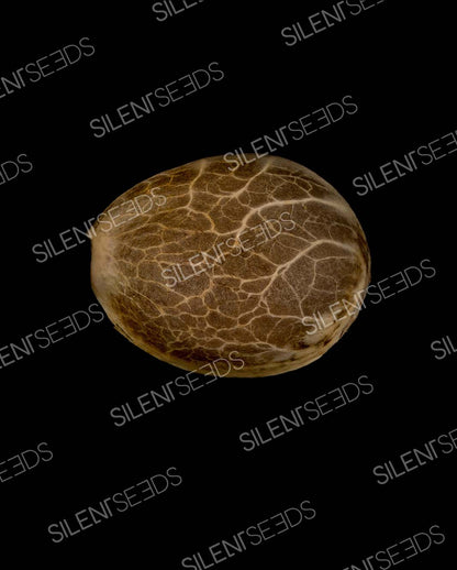 Silent Seeds Amnesia Lemon