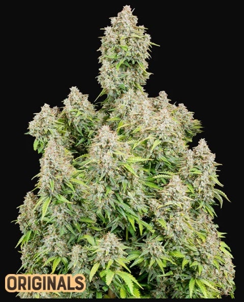 Fast Buds Cindarella Auto