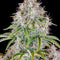 Fast Buds Cindarella Auto