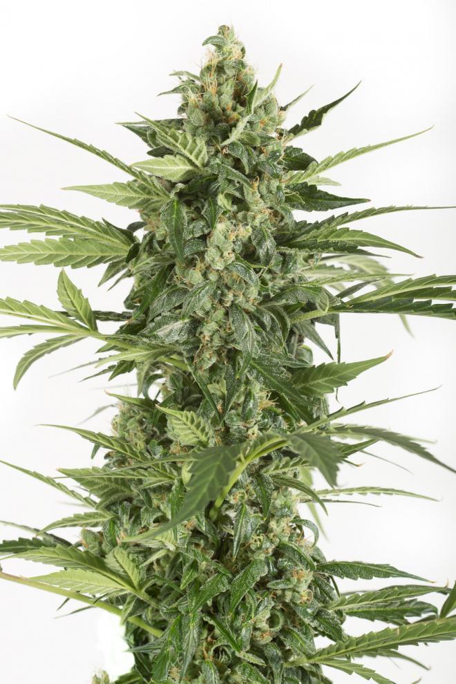 Dinafem Blue Cheese Autoflowering