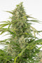 Dinafem Cheese Autoflowering CBD