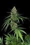 Dinafem Critical +