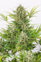 Dinafem Critical Cheese Autoflowering