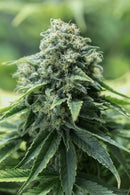 Dinafem Critical Mass CBD