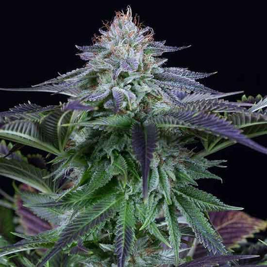 Dinafem Dinamed Kush CBD Autoflowering