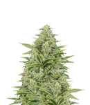 Dinafem Dinamex Autoflowering