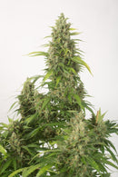 Dinafem Haze XXL Autoflowering