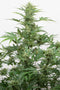 Dinafem Industrial Plant Autoflowering CBD