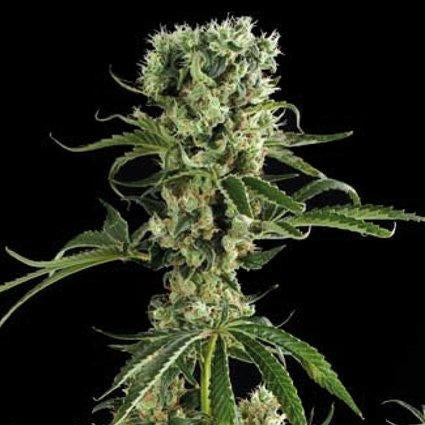 Dinafem Moby Dick