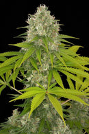 Dinafem Power Kush