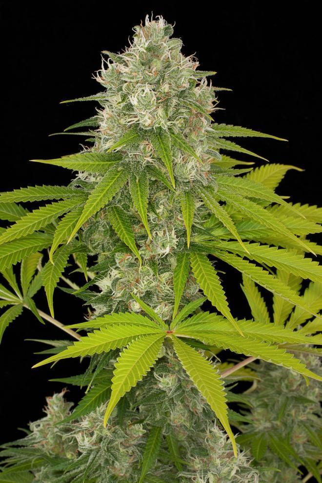 Dinafem Power Kush