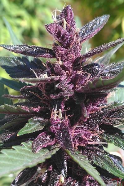 Dinafem Purple Afghan Kush