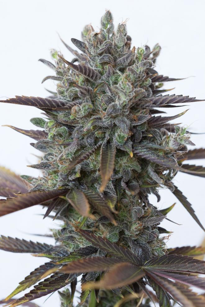 Dinafem Purple Orange CBD