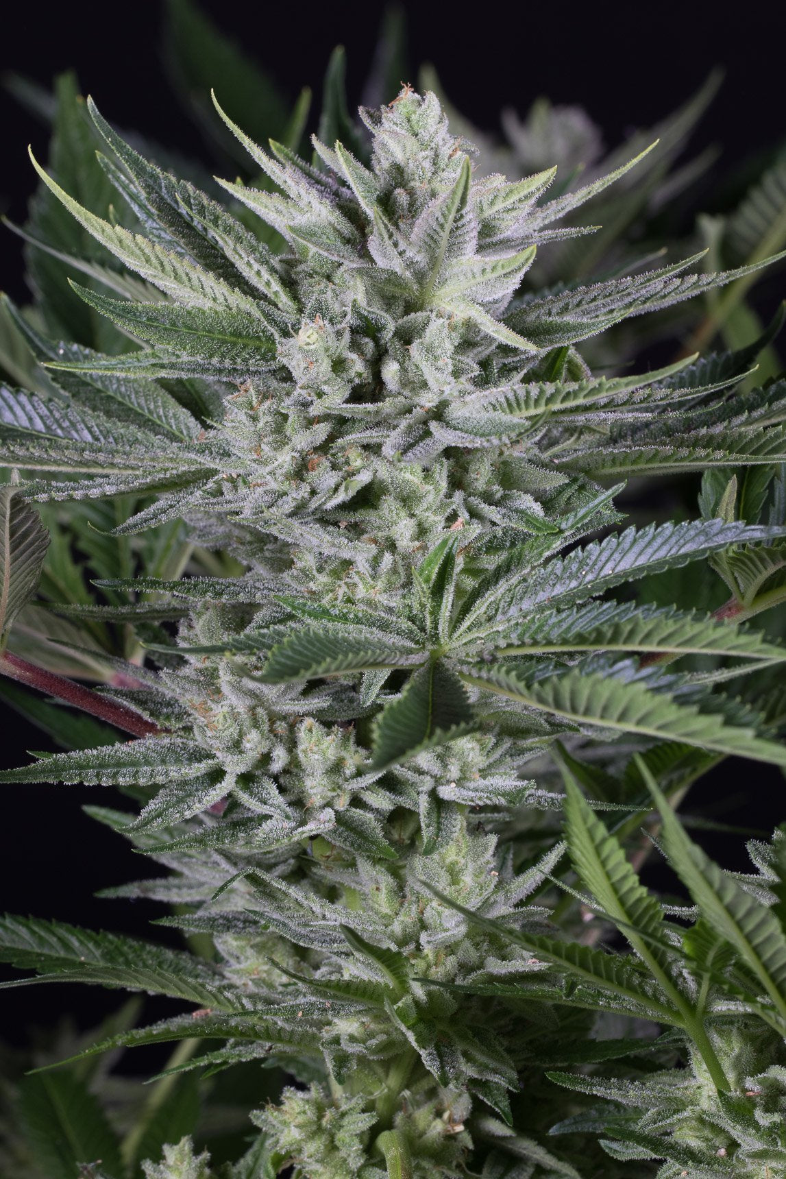 Dinafem Gorilla Autoflowering