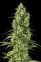 Dinafem Santa Sativa