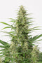 Dinafem Sour Diesel Autoflowering