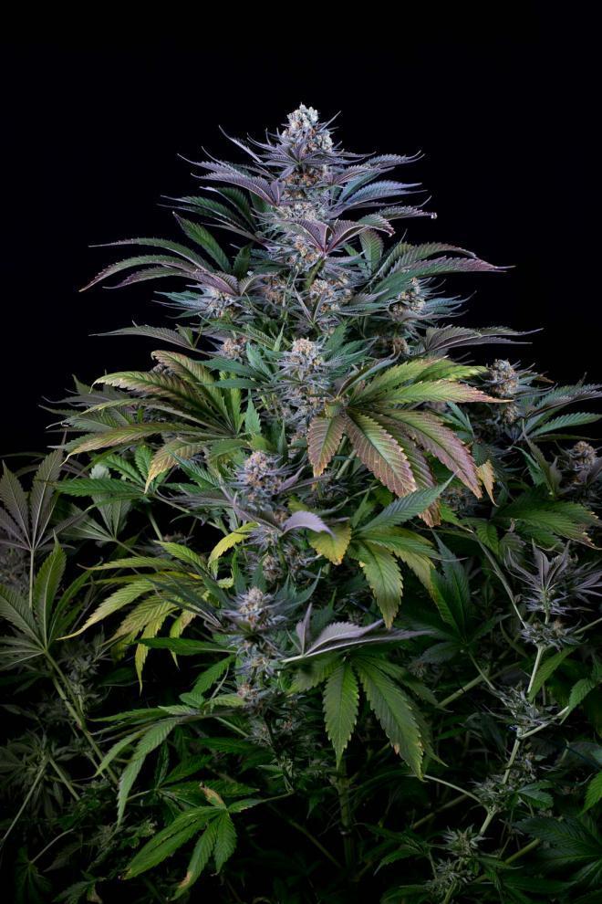 Dinafem Super Silver