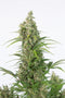 Dinafem White Widow Autoflowering CBD