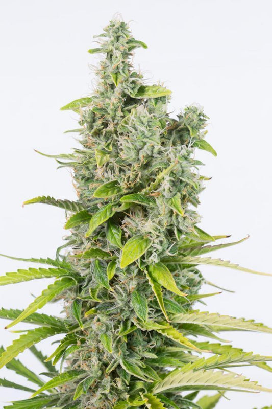 Dinafem Amnesia Autoflowering CBD