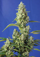 Sweet Seeds Gorilla Girl XL Auto®