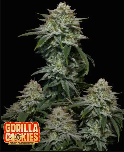 Fast Buds Gorilla Cookies Fast Version