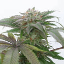 Humboldt Bubba Kush 2.0