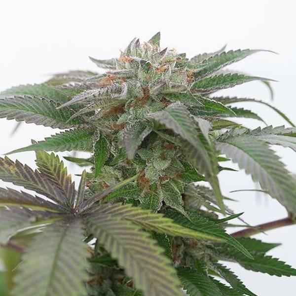 Humboldt Bubba Kush 2.0