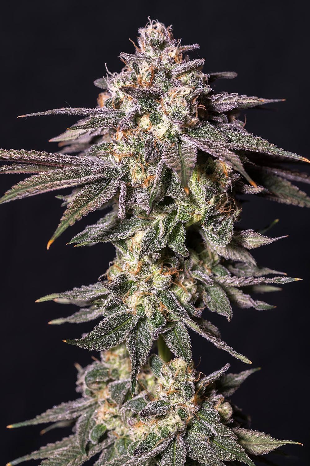 Humboldt Chocolate Mint OG