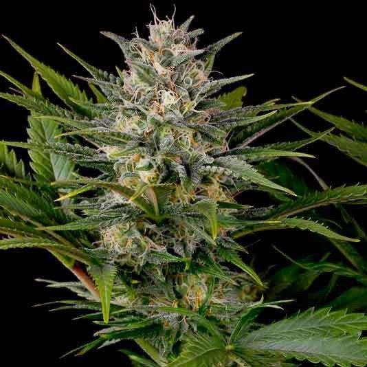 Humboldt Desert Diesel