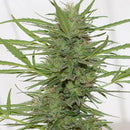 Humboldt Dr Greenthumb's Em-Dog By B-Real