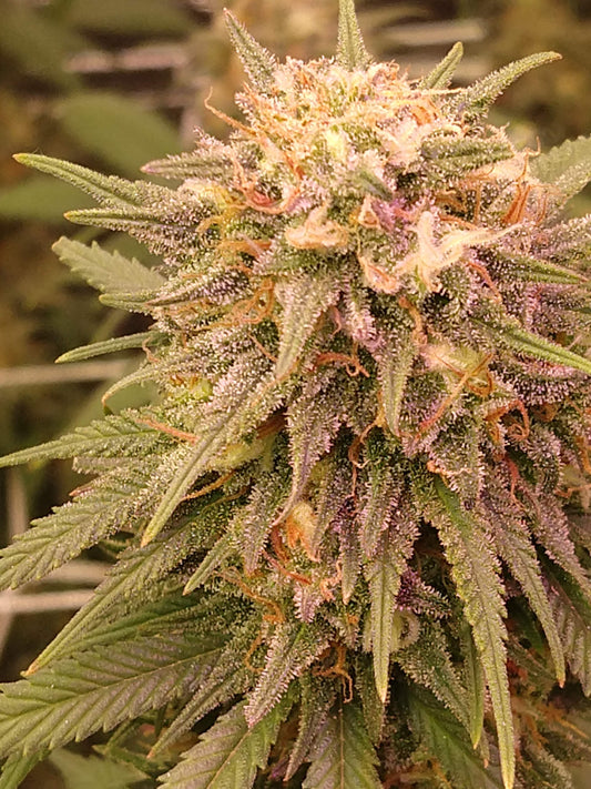 Humboldt Lemon Kush Headband