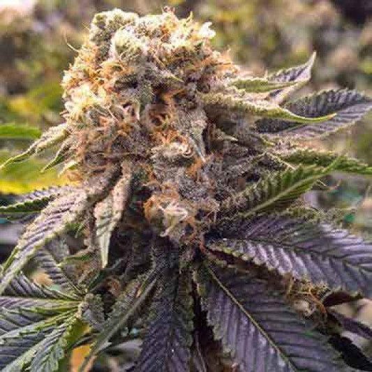 Humboldt Lost Coast Hash Plant