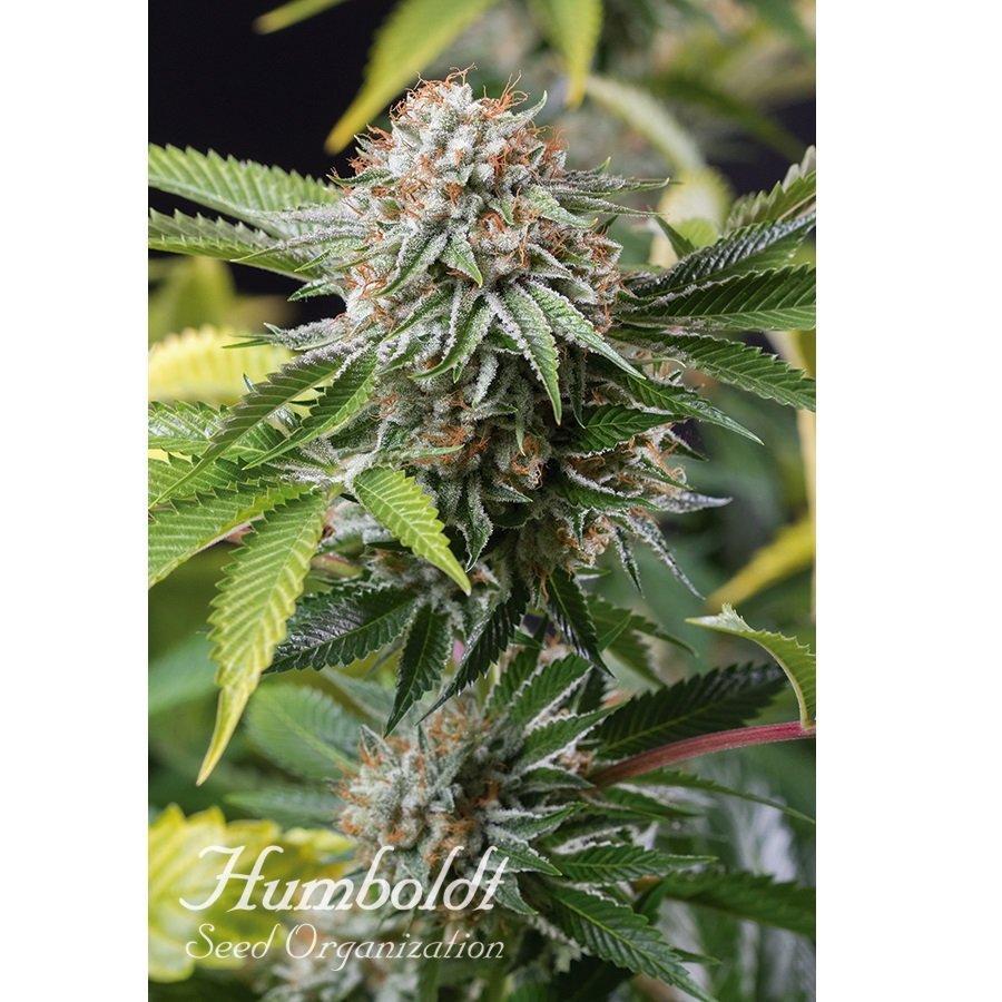 Humboldt Mango Sapphire