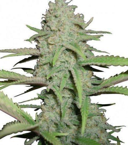 Humboldt OG Kush Auto