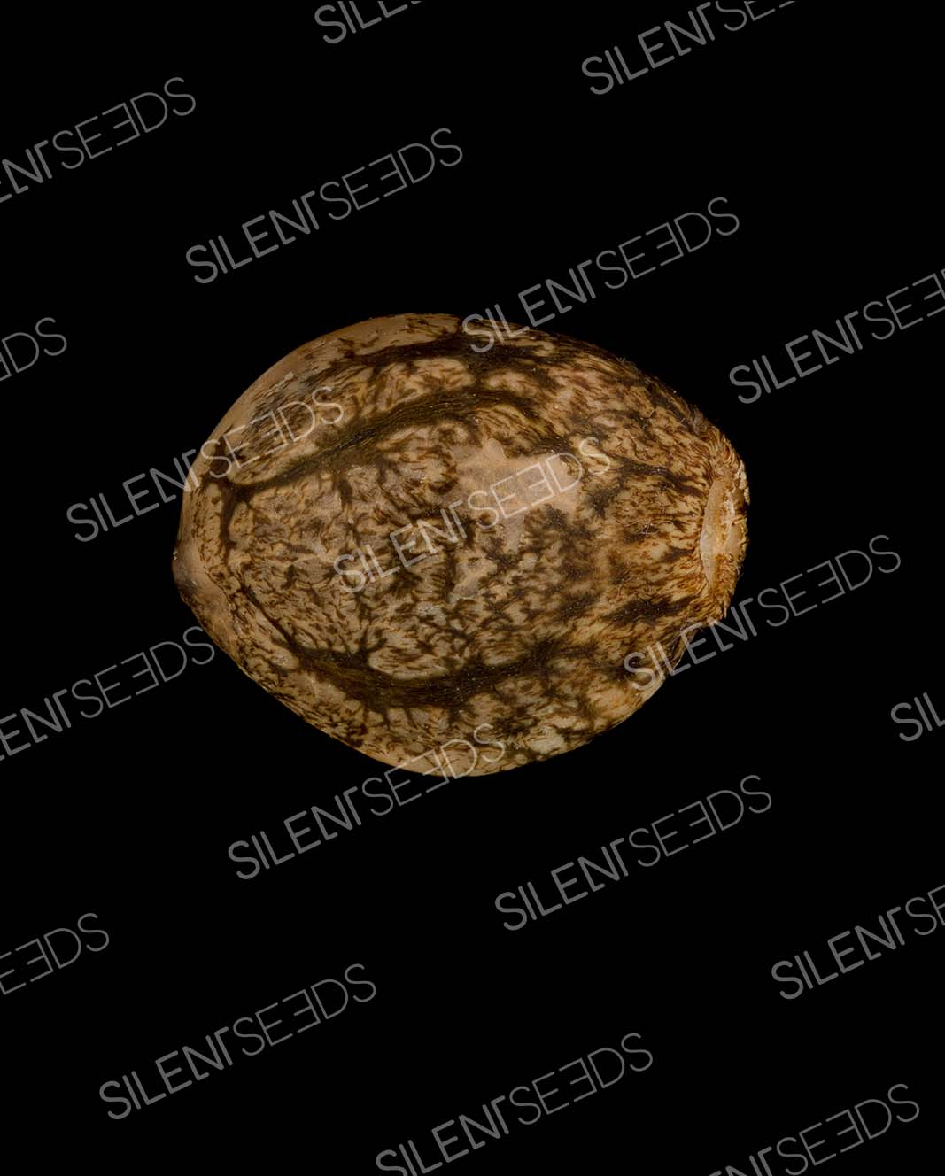 Silent Seeds L.A. Vanilla Cake Auto