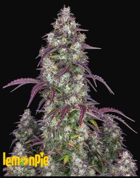 Fast Buds Lemon Pie Auto